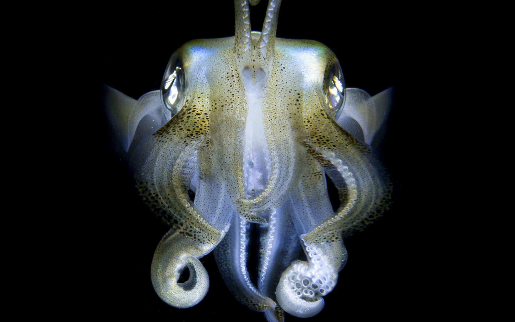Head on image of a sharpear enope squid in the water. 