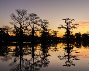 A calm lake at sunrise or sunset with cypress trees dripping in hanging moss silhouetted against an orange and pink sky, the lake mirrors the sky.