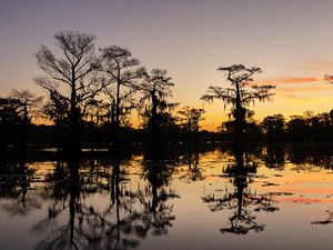 A calm lake at sunrise or sunset with cypress trees dripping in hanging moss silhouetted against an orange and pink sky, the lake mirrors the sky.