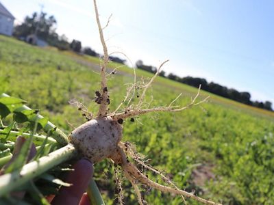 Closeup view of white radish freshly pulled from the ground, with a field of radishes in the blurred-out background.