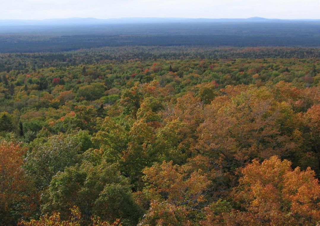 A view from above of a vast forest in autumn colors.