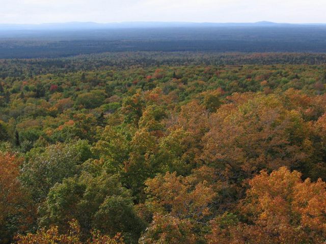 Aerial view of autumn trees in the St. John forest.