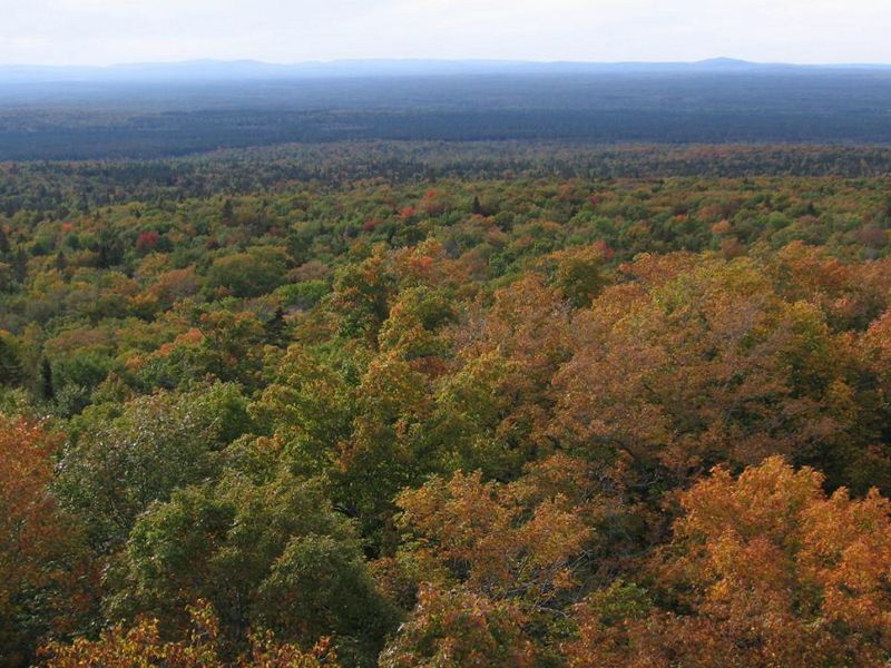 A view from above of a vast forest in autumn colors.