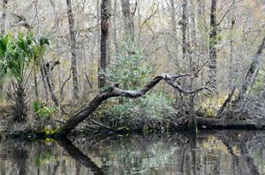 A river's edge with vegetation and a gnarled old tree hanging out over the water.