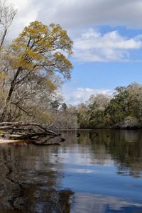 An oak with yellow pollen hovers above the dark waters of the St. Marys river. 