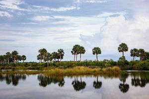 A line of palms and grasses are reflected in glass-like waters, with wispy clouds overhead. 