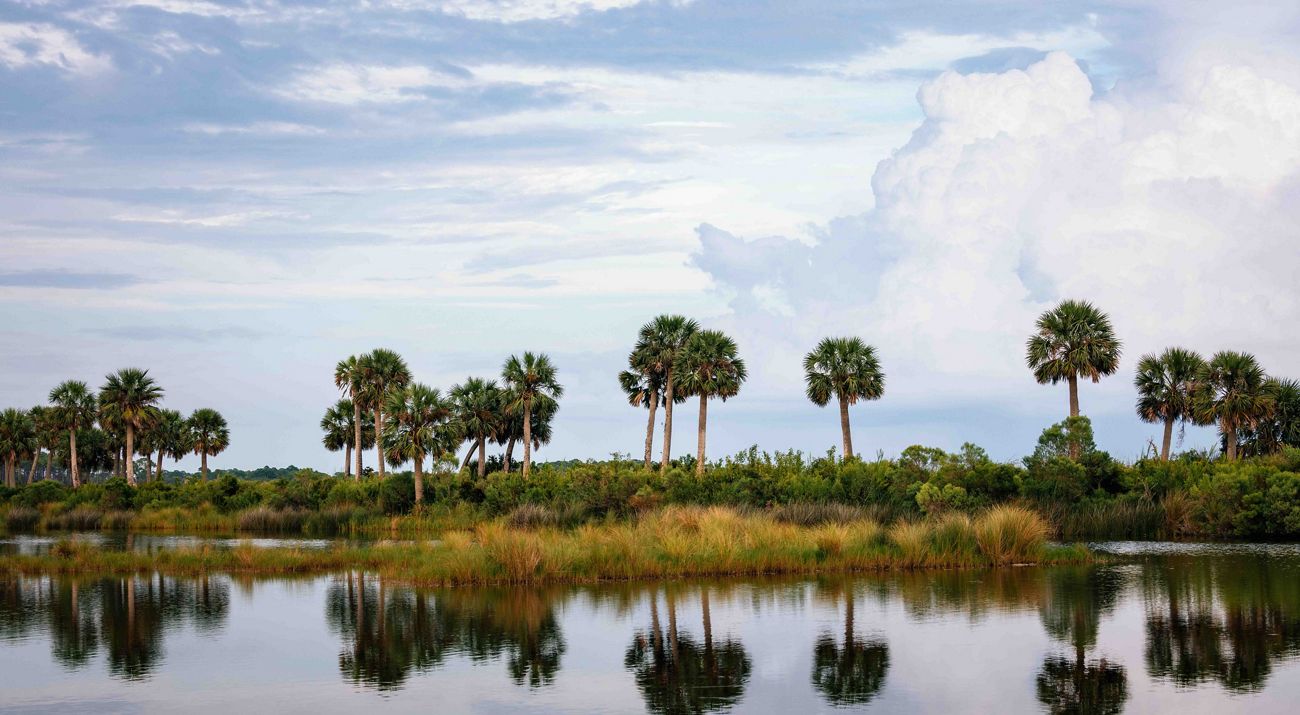 A line of palms and grasses are reflected in glass-like waters, with wispy clouds overhead.