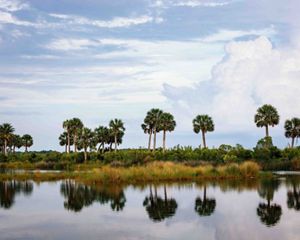 A line of palms and grasses are reflected in glass-like waters, with wispy clouds overhead.