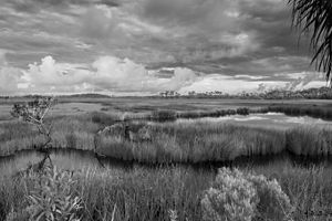 A photo in grayscale captures the rich texture of the grass, trees and reflective waters of a salt marsh and distant pine forest.  