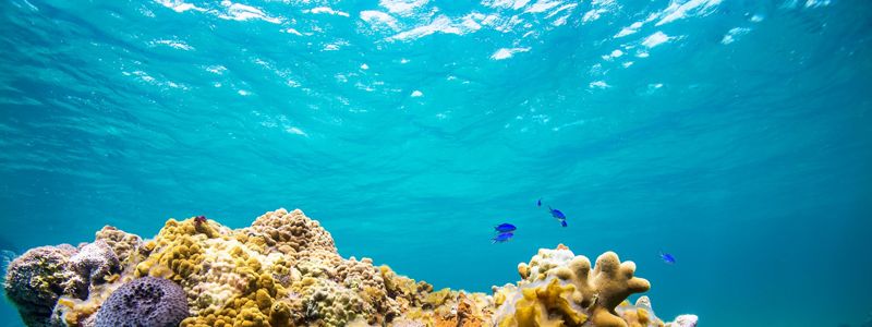 Healthy coral reefs in the Caribbean water.