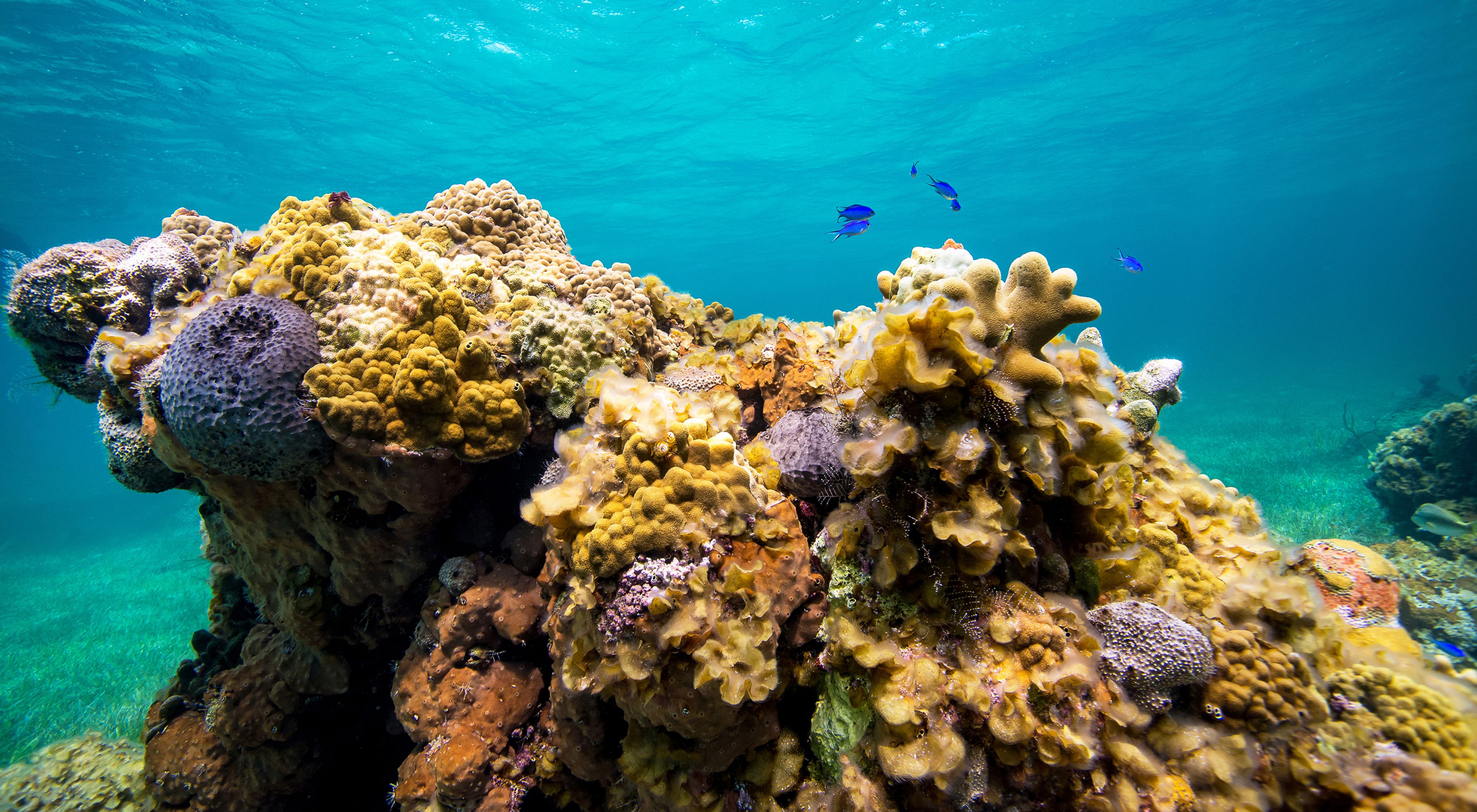 Small blue tropical fish swim in crystal clear water above a large, healthy coral reef.