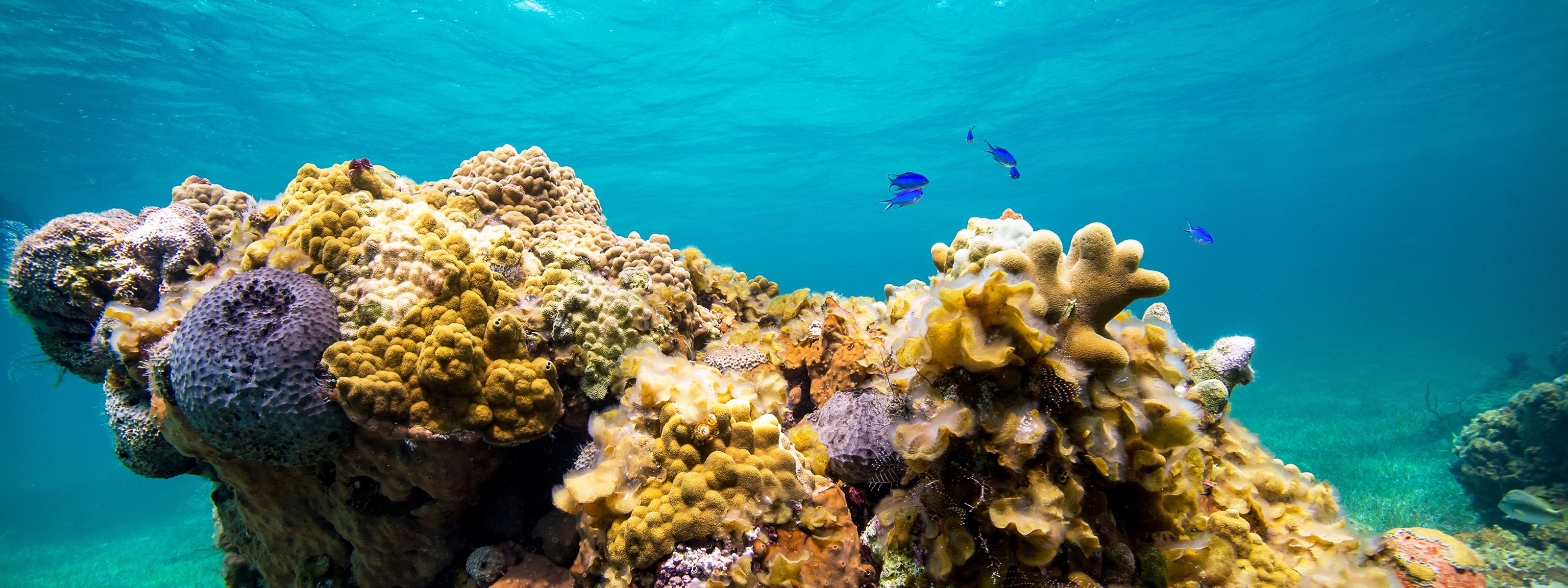 Underwater view of healthy coral reefs in the turquoise waters of the Caribbean.