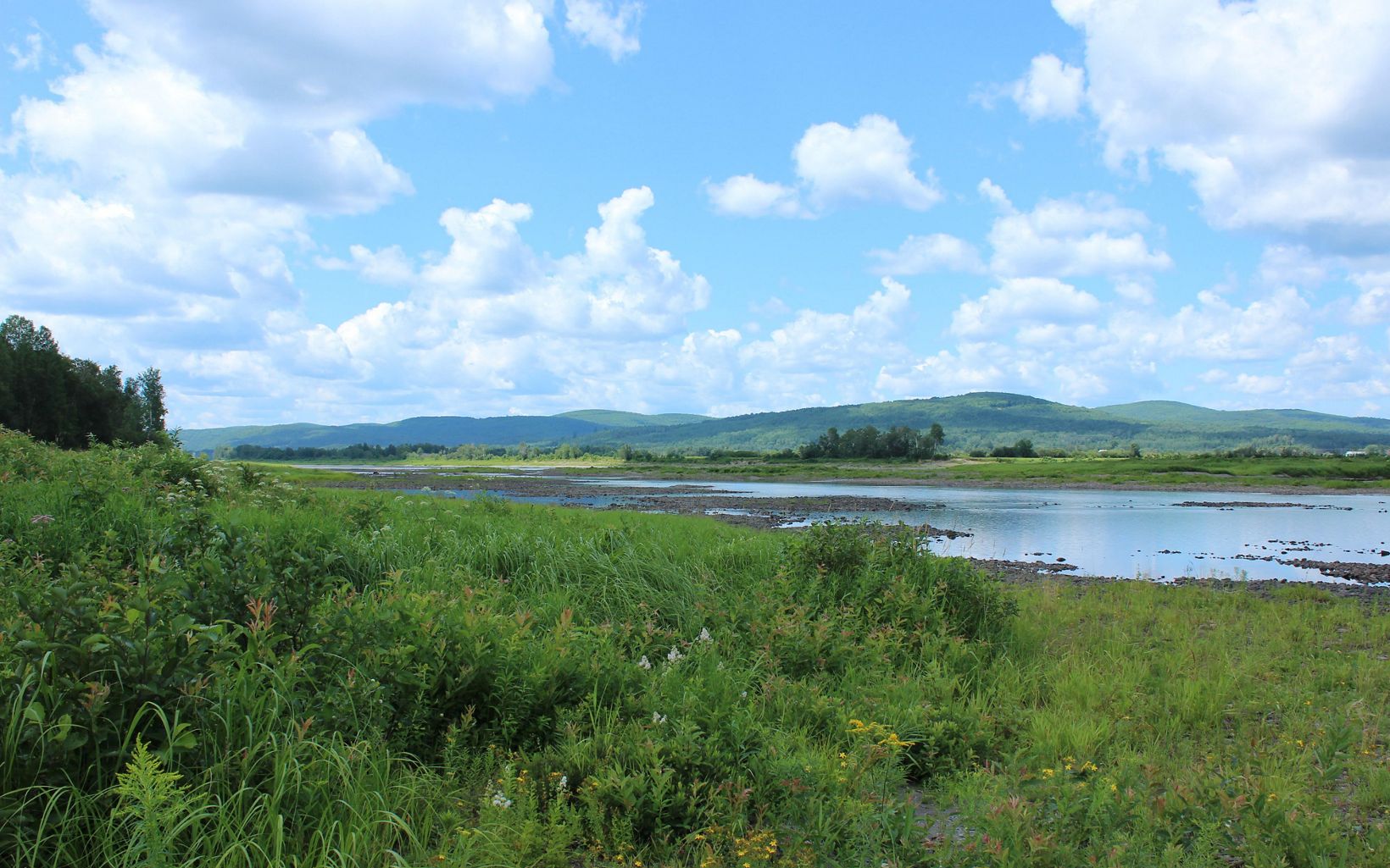 The St. John River with low water levels and green summer growth on the banks.
