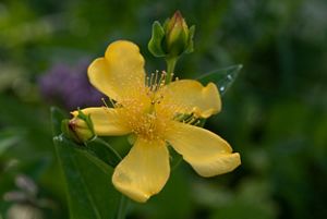 A close-up of a yellow flower with five bright yellow petals.