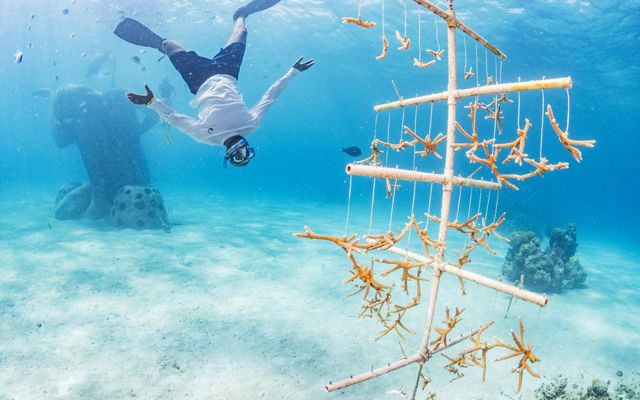 Coral Restoration