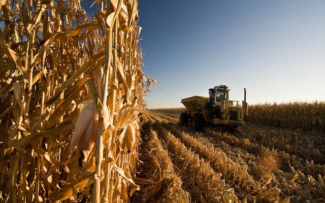 A combine harvesting corn.