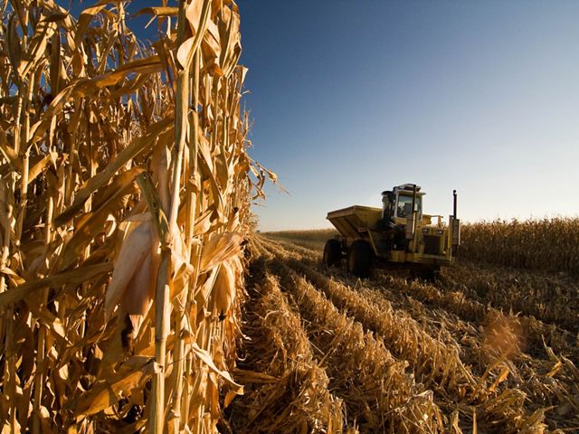 A combine harvesting corn.