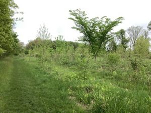 A grassy path next to a field with shrubbery and medium-size heavily-leaved trees. 
