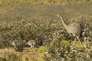 Ejemplar de Ñandú y sus crías en Patagonia.