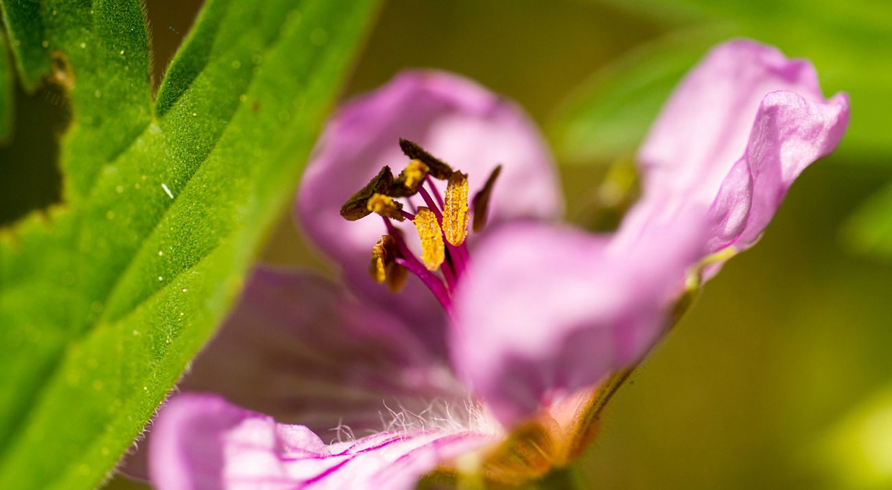 A close-up of a pink/purple sticky geranium.