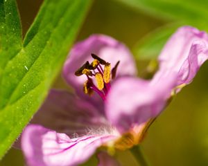 A close-up of a pink-purple sticky geranium.