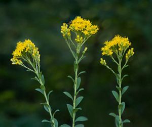 Three goldenrod flowers surrounded by dark green brush. 
