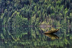 Smoke billowing from top of tree line.