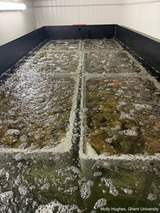 open tanks filled with rocks covered in water.