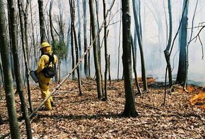 Burn crew member manages fire in forest at Edge of Appalachia.