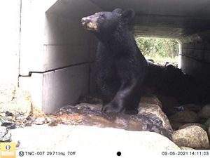 A black bear in a rocky culvert.