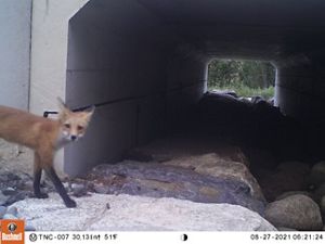 A red fox in a rocky culvert.