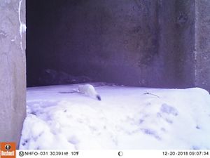 An ermine in a rocky culvert.