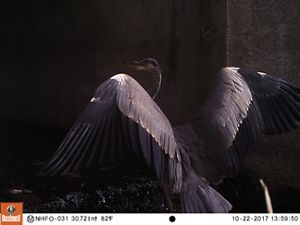 A great blue heron in a rocky culvert.