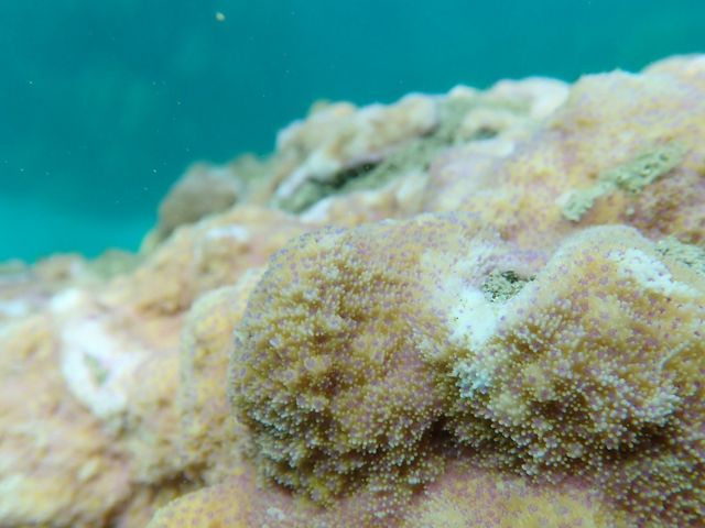 Closeup of bleached coral.