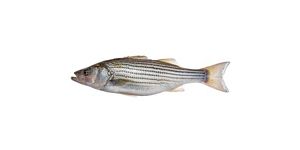 Striped Bass on plain background.