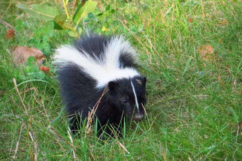 A striped skunk walking through green grass and clover.