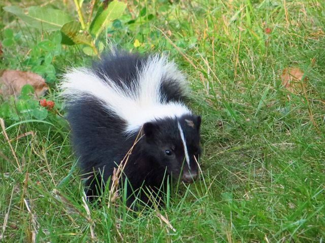 A striped skunk walking through green grass and clover.