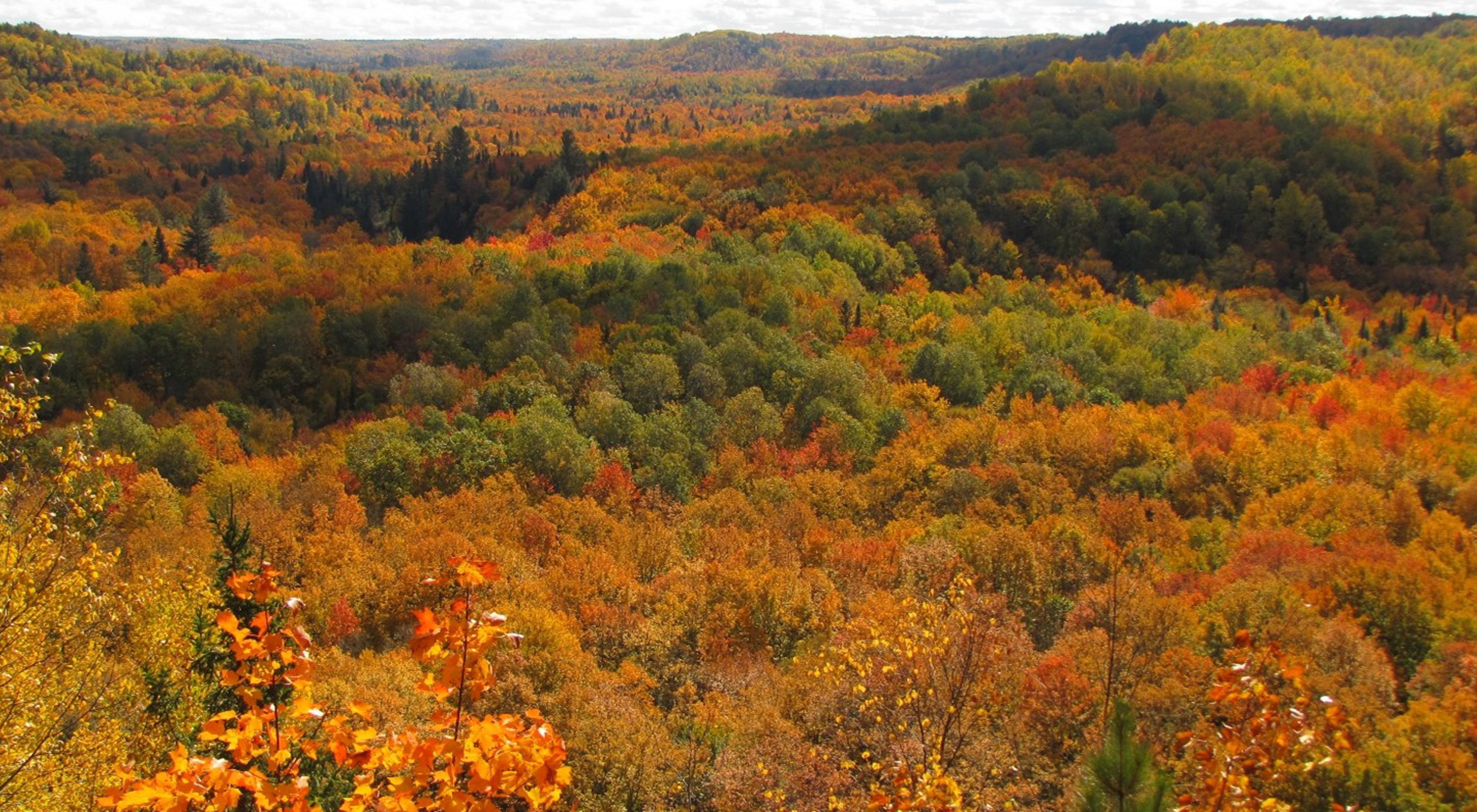 A vast forest in autumn. The leaves on the trees range from deep green to to orange to bright red. 