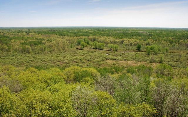 Elevated view of forest extending far into the distance over flat land.