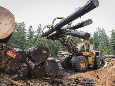 Yellow tractor machine stacks three cut tree trunks on pile of other tree trunks.