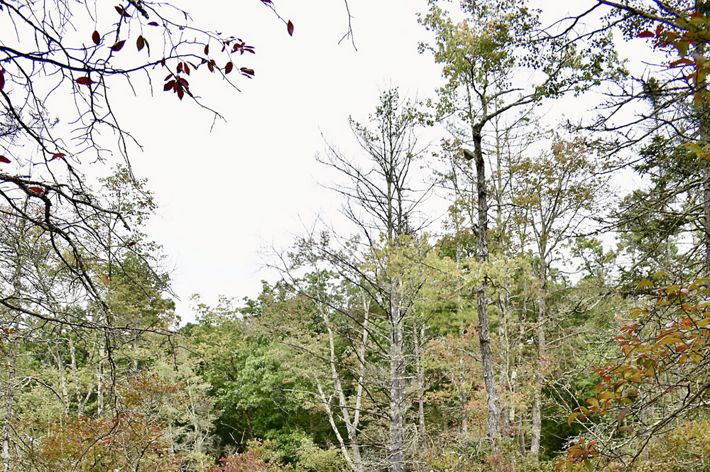 A group of people stand on a wooden boardwalk through a forested area.