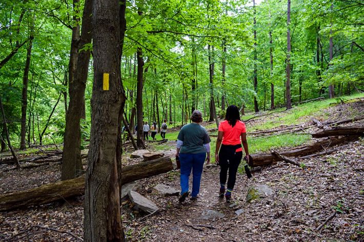 A group of people walk through a cleared path in a forest.