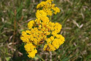 A cluster of bright yellow stiff goldenrod flowers along a dark green stem.