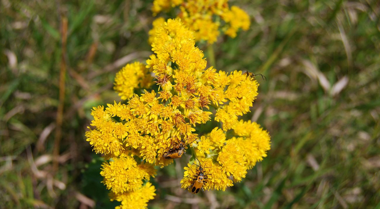 Stiff goldenrod. Altamont Prairie Preserve. © Bob Bork
