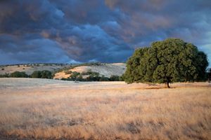 Scattered oak trees in a grassland with browned grass. 