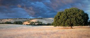 Scattered oak trees in a grassland with browned grass. 