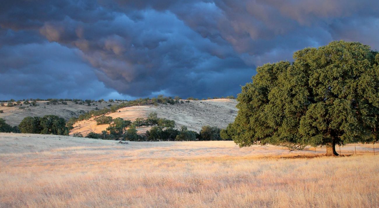 Scattered oak trees in a grassland with browned grass.
