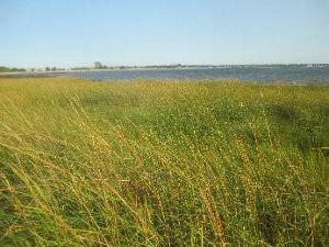 A large field of green and gold grasses grow in a shoreline area, with water in the far distance.