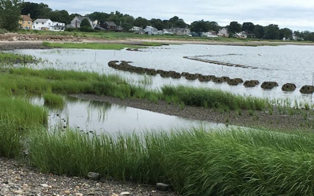 A living shoreline at Stratford Point on the Housatonic River in Connecticut, showing low marsh smooth cordgrass and a reef ball installation.