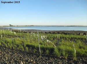 Short green grasses sprout up on a shoreline, with water in the far distance.